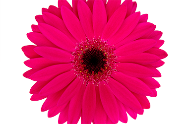 Garvinea-Sweet Sparkle-Close up.png